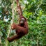 Orangutan Climbing Borneo