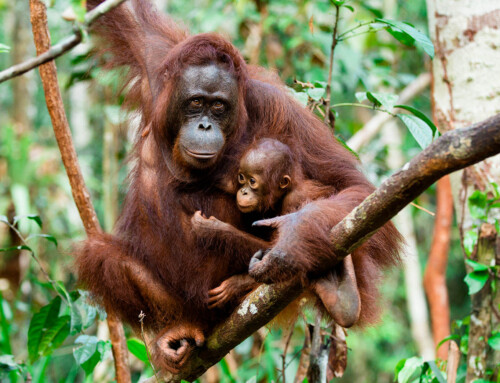 Orangutan Baby and Mum