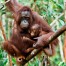 Orangutan Mother Baby Borneo