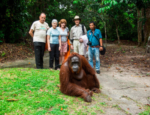 Orangutan and group