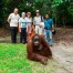 Group Viewing Orangutan Borneo