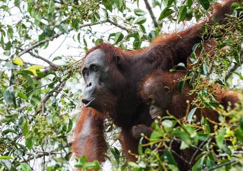 orangutan camp leakey