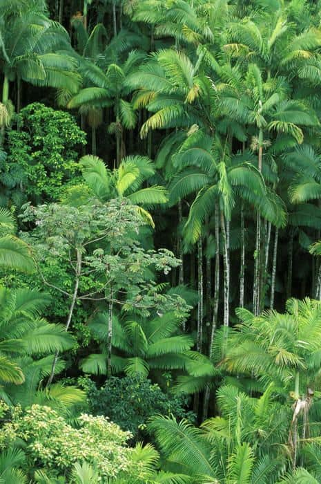 tropical rainforest Borneo