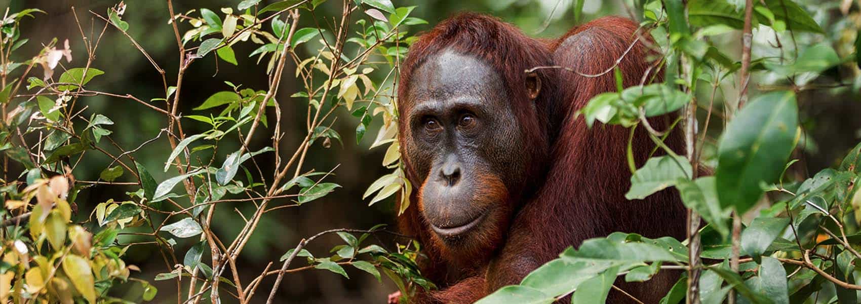 Orangutan male in rainforest