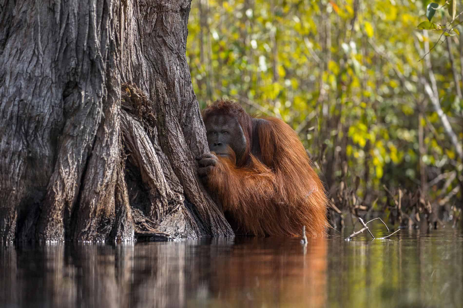 Orangutan National Geographic