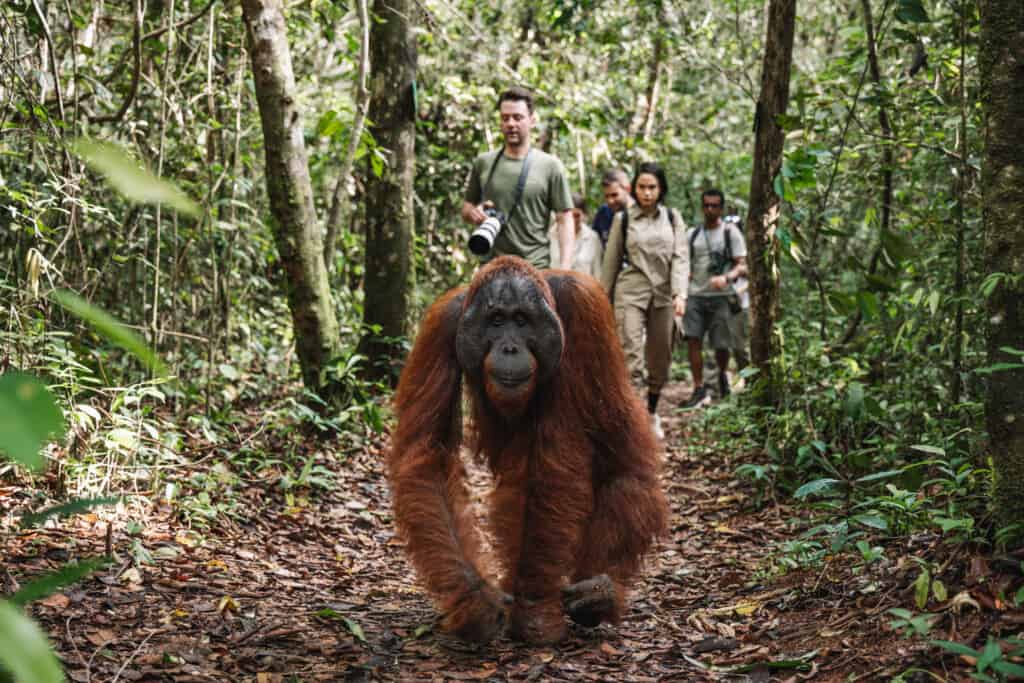 Following male orangutan to feeding station