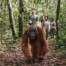 Following male orangutan to feeding station
